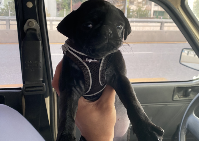 2.5 aylık Pug